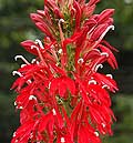 Cardinal Flower Lobelia cardinalis